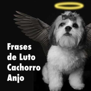 70 Frases de Luto Cachorro Anjo em Memória do Seu Pet