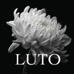 imagem da flor de luto Crisântemo Branco com a palavra "LUTO" em um fundo preto