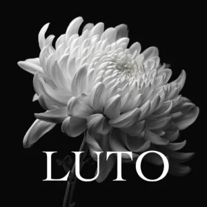 Flor de Luto para WhatsApp e Instagram, flor de crisântemo branco e a palavra luto