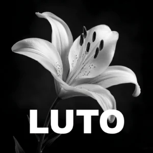 Flor de luto Lírio branco para colocar na foto do perfil