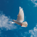 Figura de pomba branca voando no céu azul, transmite a ideia de paz e esperança